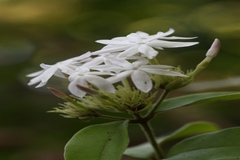 Jasminum sambac
